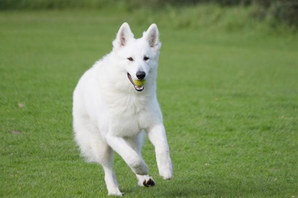 Neigepearl Taser's Wattle | White Swiss Shepherd Dog 