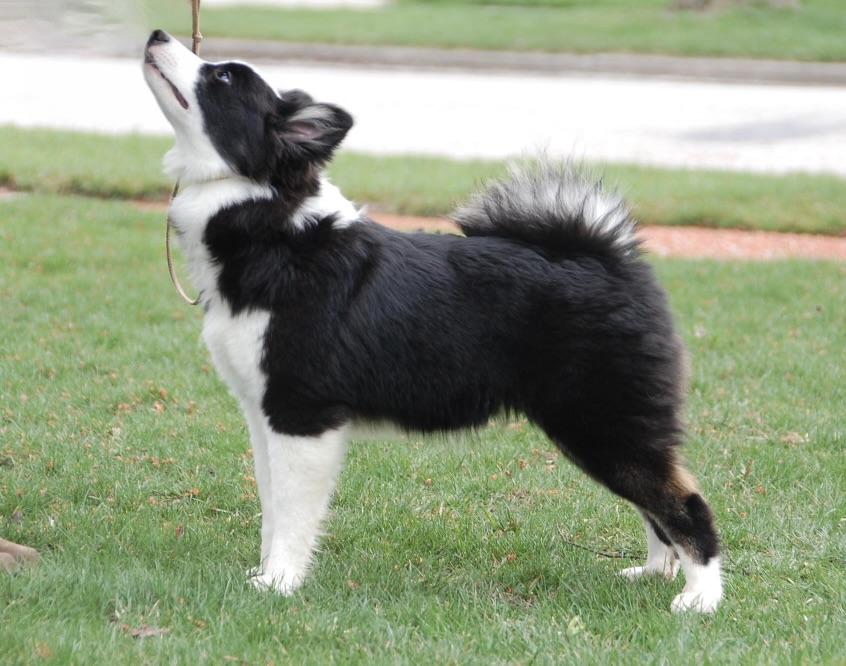 Tri-Star Kalla | Icelandic Sheepdog 