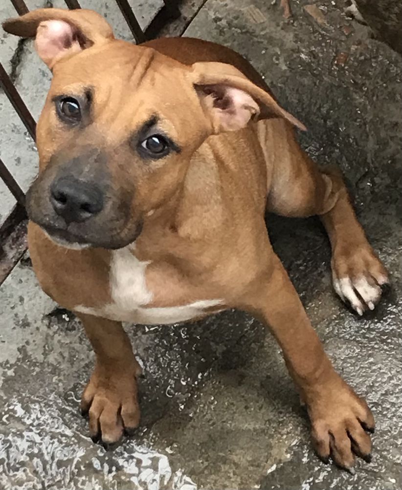 Isis King's of Amazon | American Staffordshire Terrier 