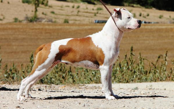 Brave Fast Aras Izara's | American Staffordshire Terrier 