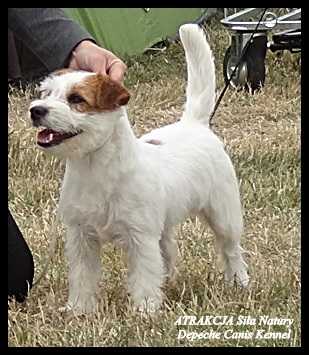 ATRAKCJA Sila Natury (FCI) | Jack Russell Terrier 