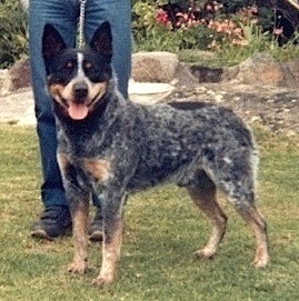 Turrella Double Duke | Australian Cattle Dog 