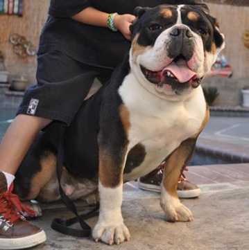 Joyful Acres Black Mamba | Olde English Bulldogge 