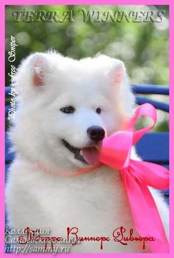 Terra Winners Rivera | Samoyed 