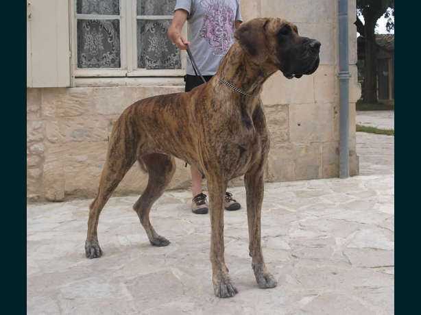 Elysee des Terres de la Rairie | Great Dane 