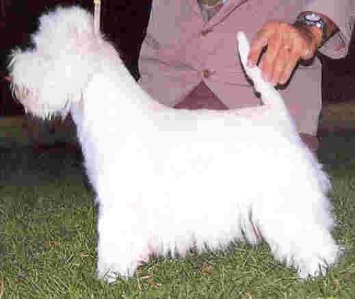 Alborada Amadeus | West Highland White Terrier 