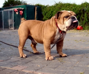 Stan the Man (kc Bulldog) | Olde English Bulldogge 