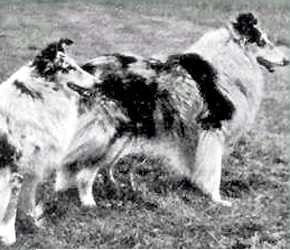 Westcarrs Blue Minerva | Rough Collie 