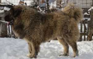 B- Camaro Russtil K.O. (ROU) | Caucasian Mountain Dog 
