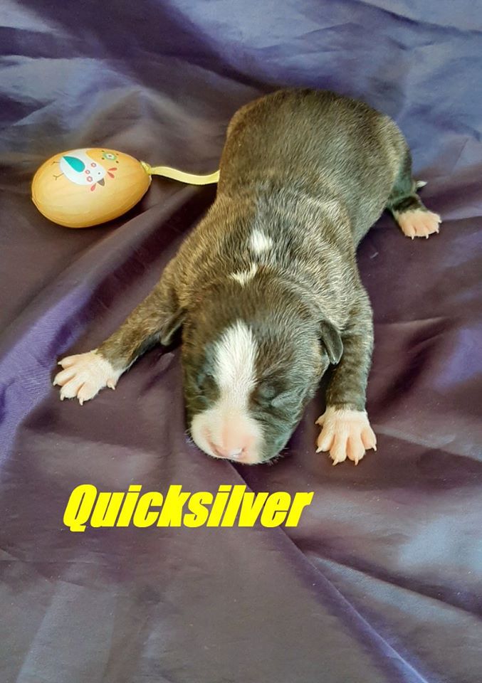 Roughcharm Quicksilver | American Staffordshire Terrier 