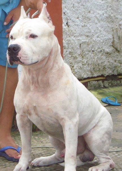Killer Tl Bug Wailler | American Staffordshire Terrier 