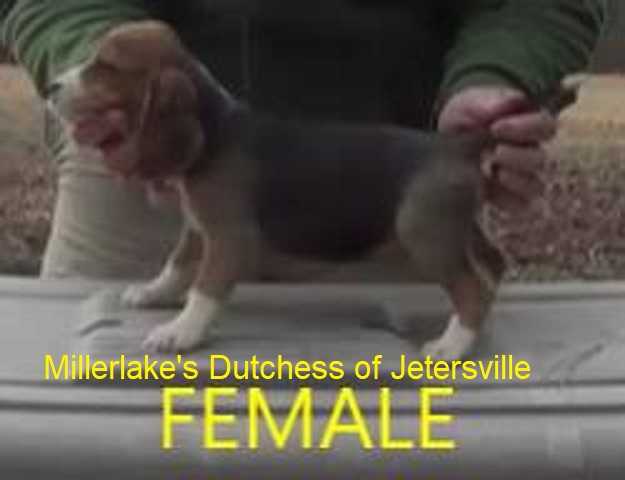 Millerlake's Dutchess of Jetersville | Beagle 