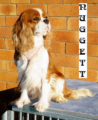 Aberlour The Gold Xperience | Cavalier King Charles Spaniel 