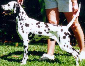 Paceaway Bold Eagle | Dalmatian 