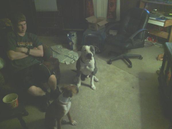 Dough Boy Spears | American Pit Bull Terrier 