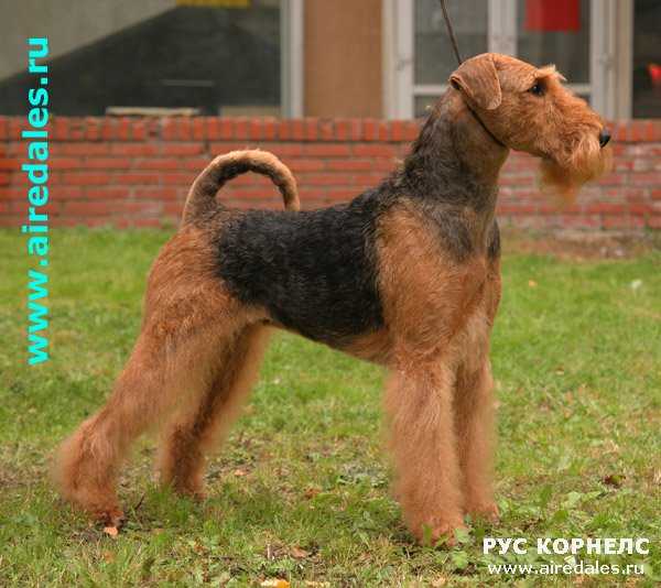 Rus Kornels Raduga Schastia | Airedale Terrier 