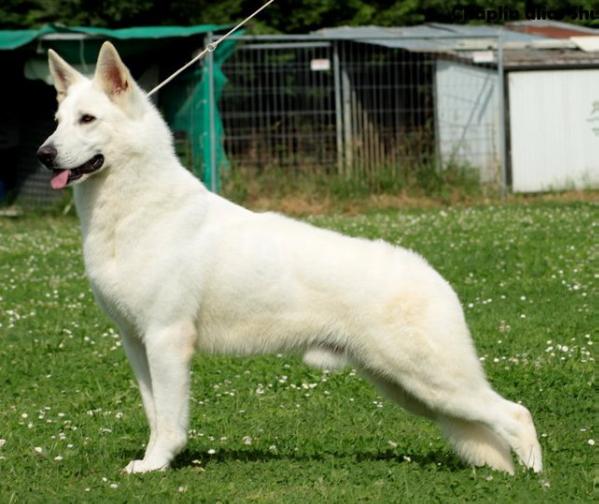 Chaplin di Prever | White Swiss Shepherd Dog 