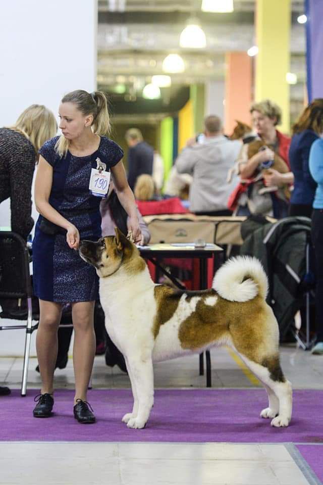 Not Fancy Noisy Croud At Hoxakam | Akita 