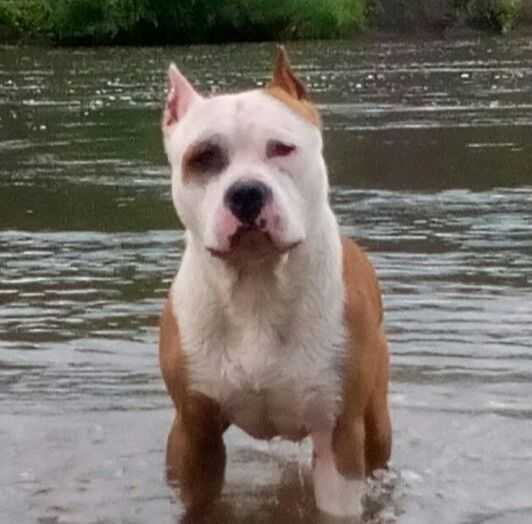 BULWAIF YANTAR' | American Staffordshire Terrier 