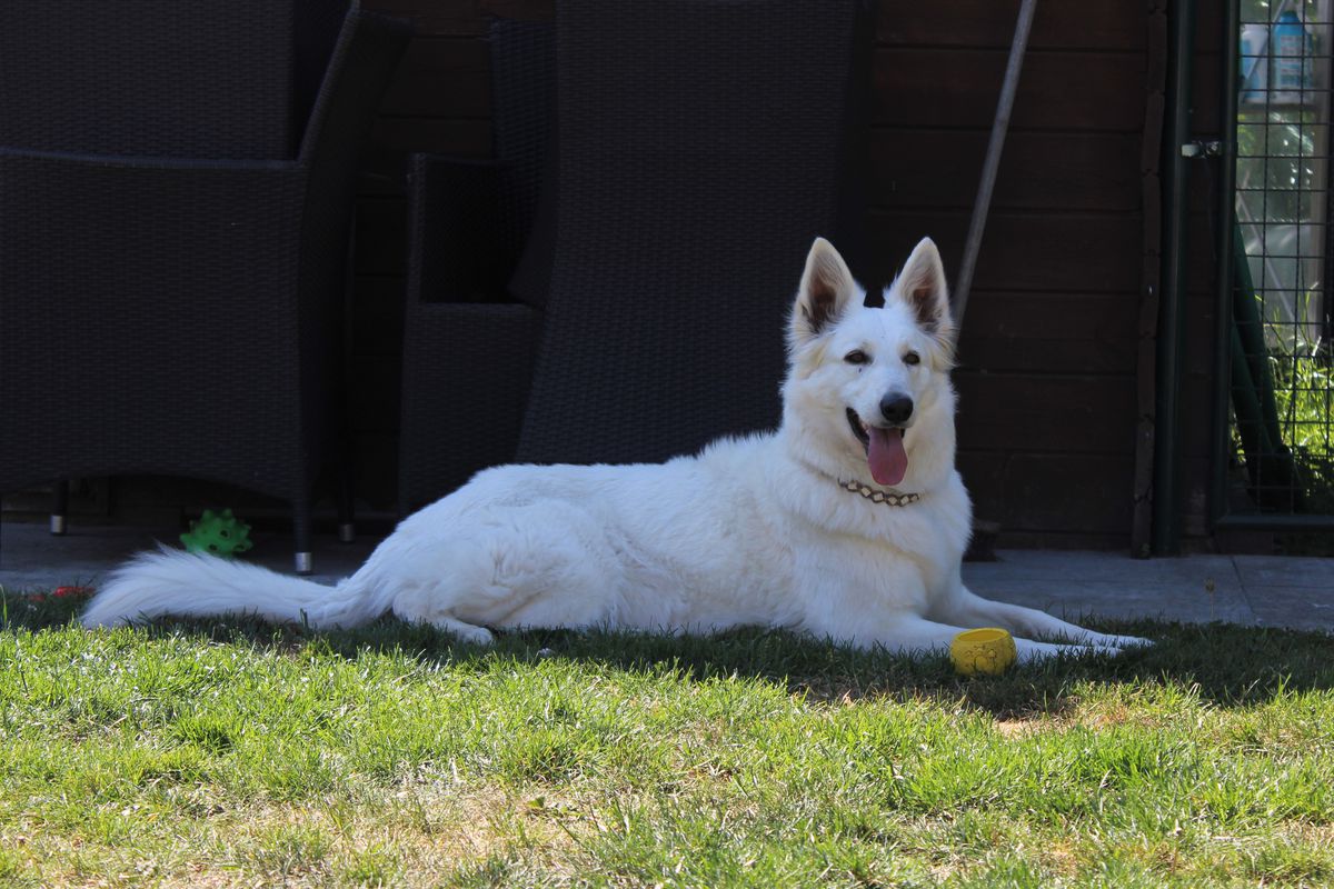 Quinsi van’t Kastagnebos | White Swiss Shepherd Dog 