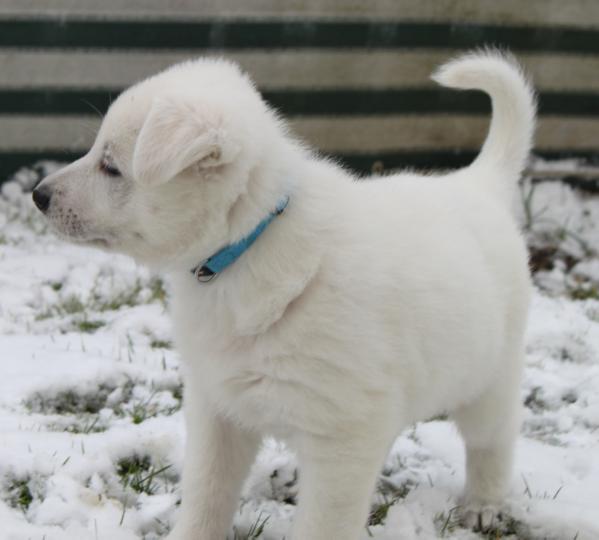 Belana-Shaina von der Nellenburgbande | White Swiss Shepherd Dog 