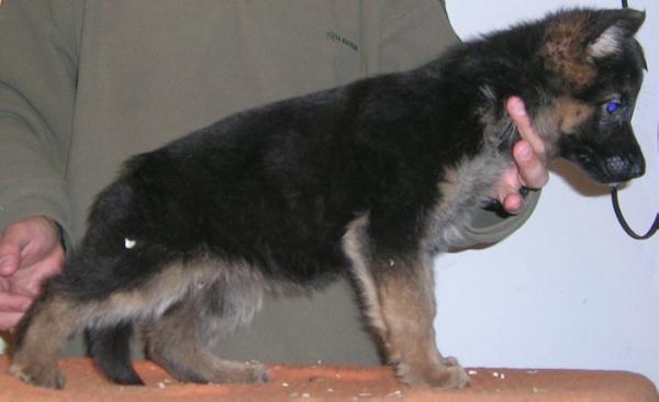 Twister Twelve Kira (*) | German Shepherd Dog 