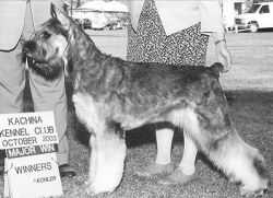 Happy Holiday V. Winriks Hof | Giant Schnauzer 