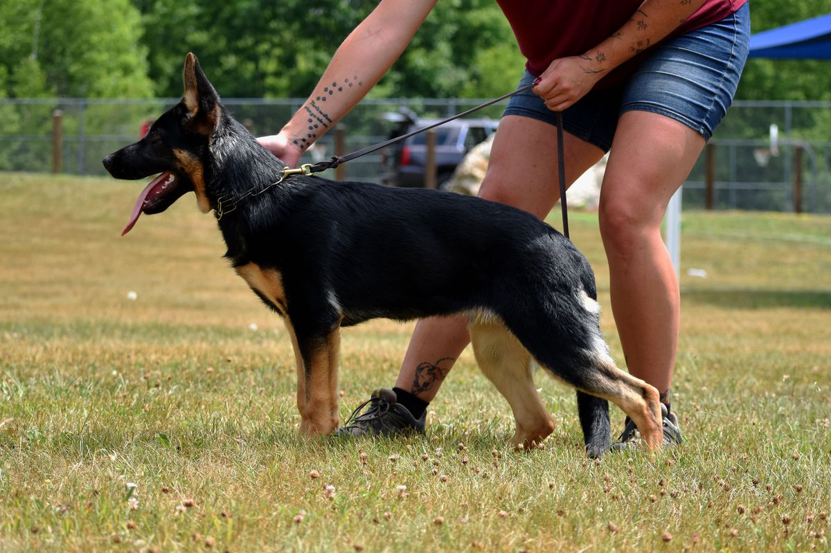 Katanna vom Haus Schair | German Shepherd Dog 