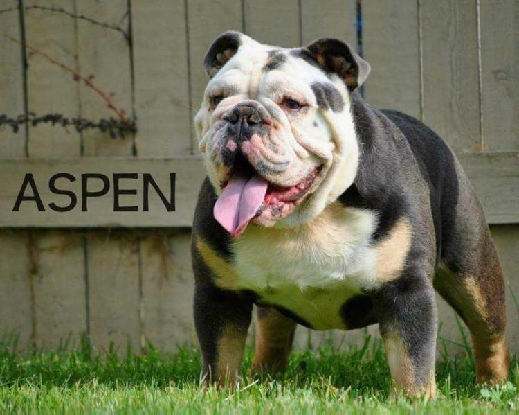 Bully Tech's Aspen | Olde English Bulldogge 