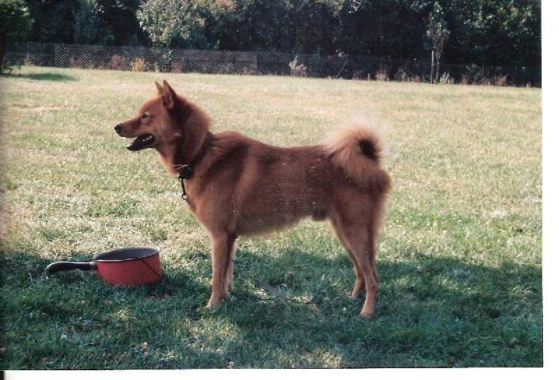 IAGO LOF. 165/53 | Finnish Spitz 