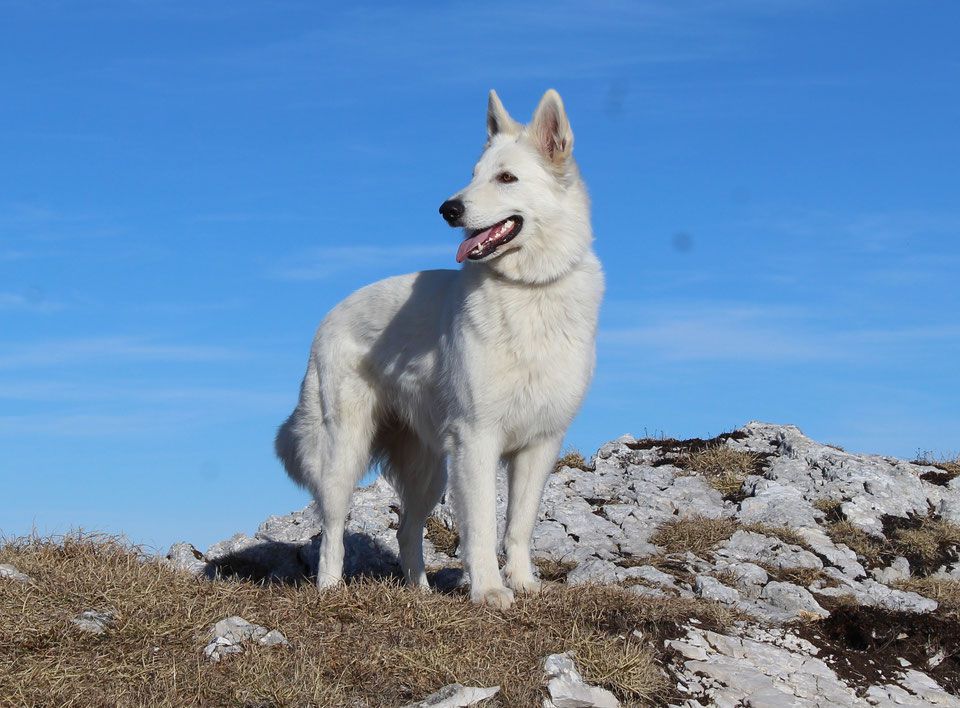 Freya-Joya von Pardiel Grischun | White Swiss Shepherd Dog 