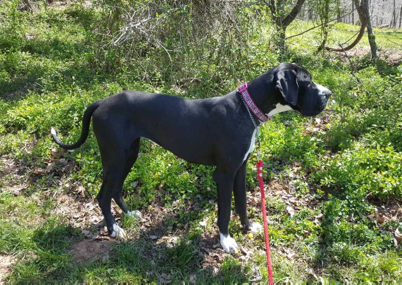 Winters ice of kuntree Bred Team | Great Dane 