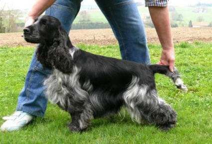 Westerner timekeeper | English Cocker Spaniel 