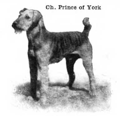 Prince of York 141822 | Airedale Terrier 