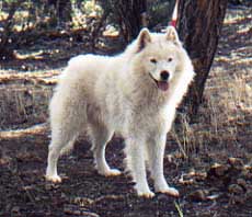 Abakan's Samarka Bok Choy | Samoyed 