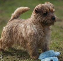 Bju Marshi Jackpot | Norfolk Terrier 