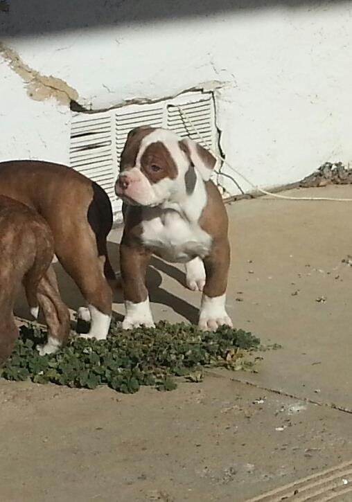 Fierro Bullies GYPSY | American Bulldog 