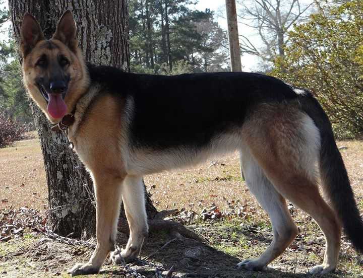 Shellie Vom Haus | German Shepherd Dog 