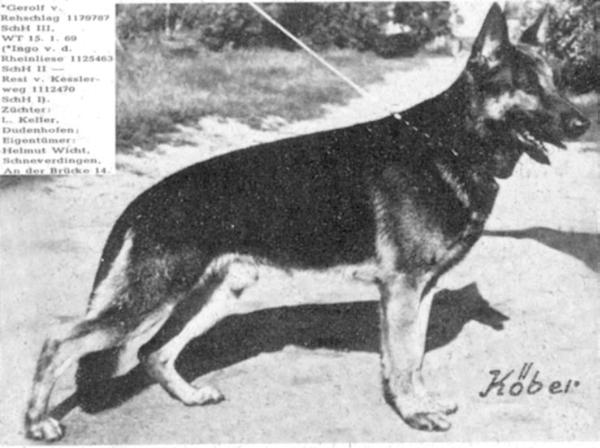 Gerolf vom Rehschlag | German Shepherd Dog 