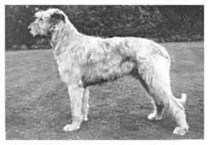 Sulhamstead Fella | Irish Wolfhound 