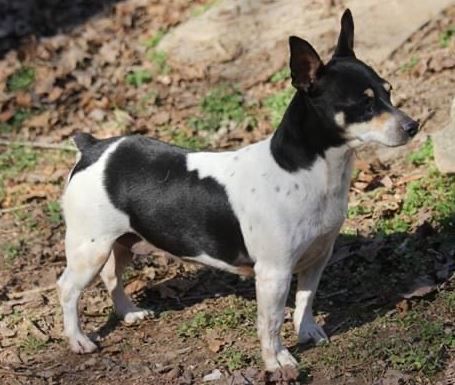 Caney Creek Fleur De Lune | Teddy Roosevelt Terrier 