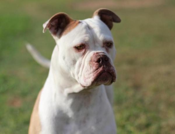 Outlaws Dakota | American Bulldog 