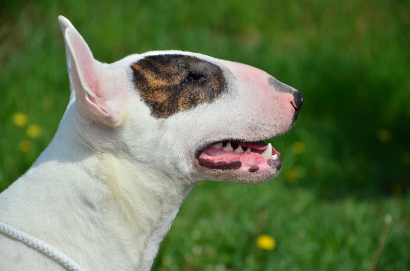 Lankák-Ore Colombian Gold | Bull Terrier 