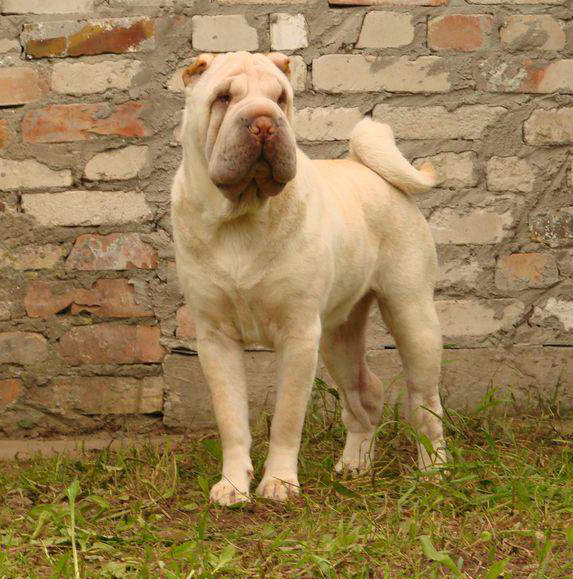 Tagri Edcher VOLNAYA PTITSA CHAYKA NilWorld | Shar-Pei 