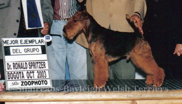 Merlin Embrujo De Brujas | Welsh Terrier 