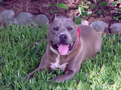 Baltimore's Triple Jack | American Pit Bull Terrier 