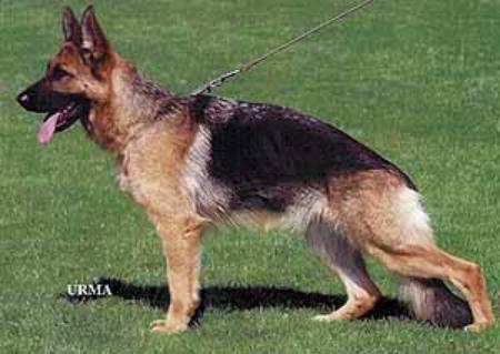 Kasy von der Holzheimer Linde | German Shepherd Dog 