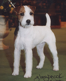 Fox Valley Frolic | Jack Russell Terrier 