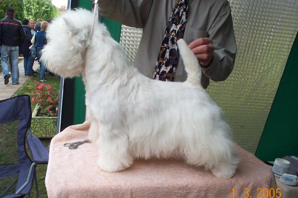 Paris Victis | West Highland White Terrier 