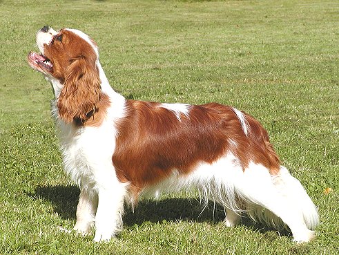 Sperringgardens Cinnamon | Cavalier King Charles Spaniel 